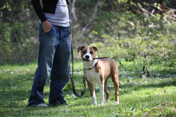 Amerikansk staffordshire terrier Great Viking's Ecco billede 10