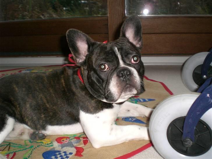 Fransk bulldog Knud - Jul 08 billede 17