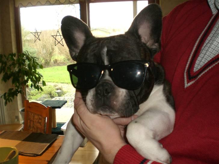 Fransk bulldog Knud - Knud prøver 80´er solbriller som skal bruges til Nytårsaftens 80´er fest :) billede 18