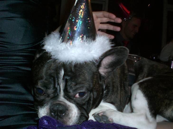Fransk bulldog Knud - En lang nytårsaften, er træt og ligger på skødet.. billede 19