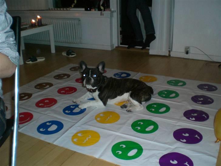 Fransk bulldog Knud - Har overtaget spillet... :) frækkert... billede 20