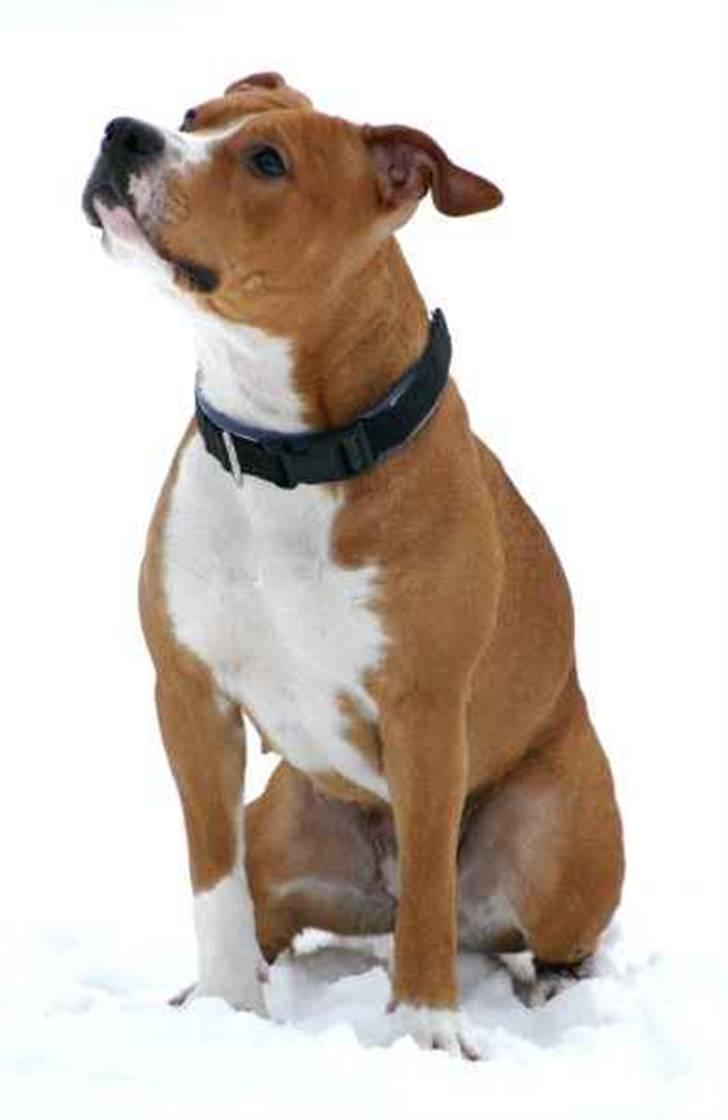 Amerikansk staffordshire terrier Great Vikings Angel Eye billede 4