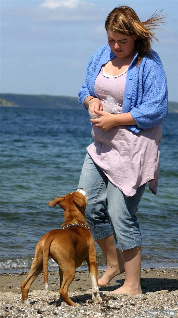 Amerikansk staffordshire terrier Great Vikings Angel Eye billede 5