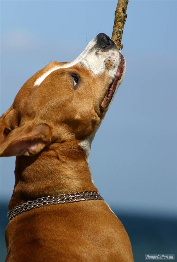 Amerikansk staffordshire terrier Great Vikings Angel Eye billede 7