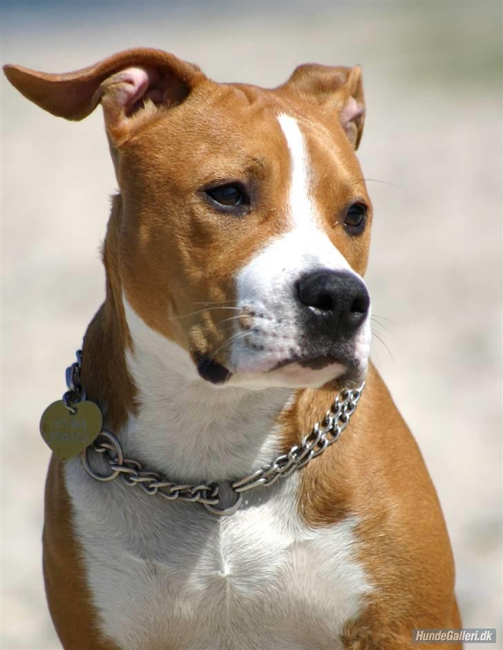 Amerikansk staffordshire terrier Great Vikings Angel Eye billede 8