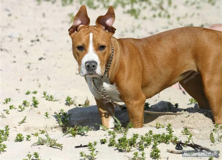 Amerikansk staffordshire terrier Great Vikings Angel Eye - En kanin???  Hvor mor??? Jeg ligner da ikke en kanin?!?! billede 9