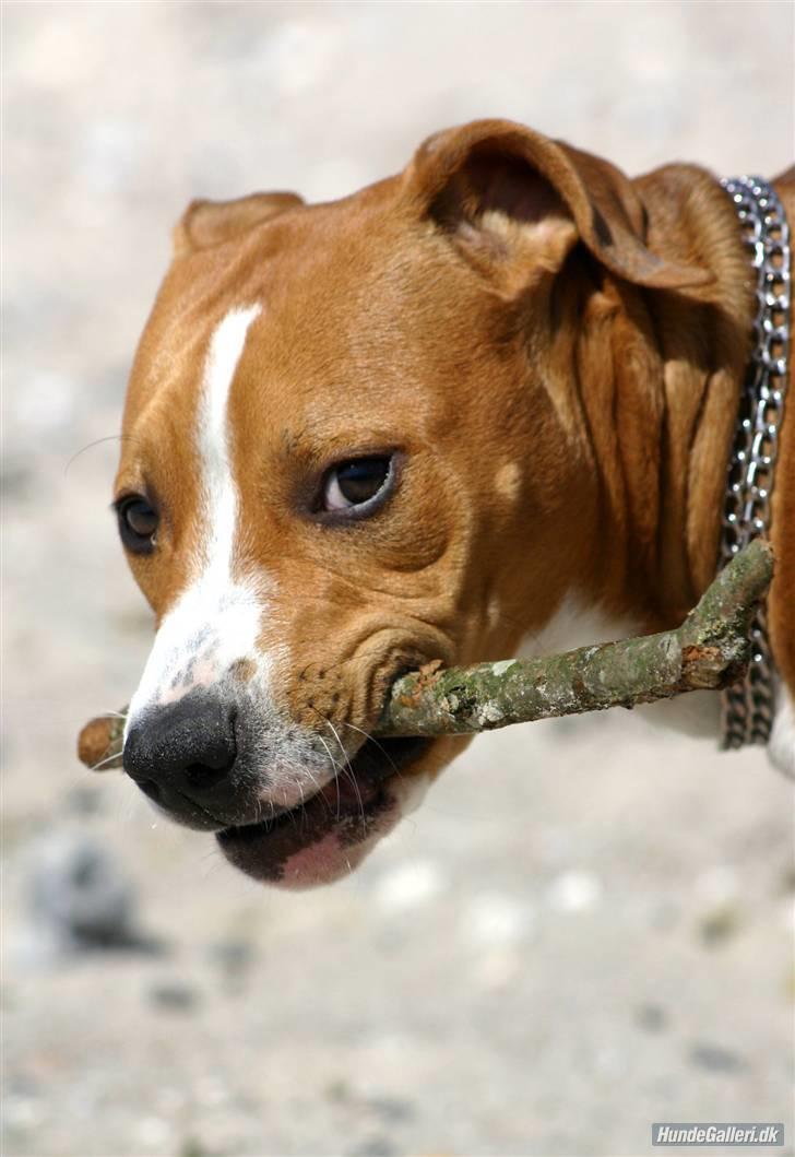 Amerikansk staffordshire terrier Great Vikings Angel Eye - Du ta´r ikke min pind!!! :) billede 10