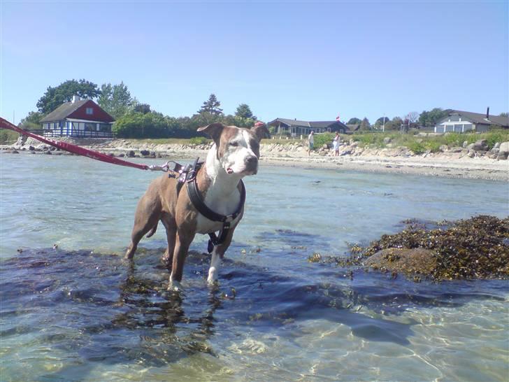 Amerikansk staffordshire terrier Nila billede 1