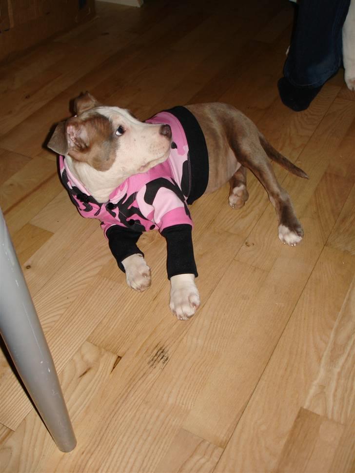 Amerikansk staffordshire terrier Nila billede 6