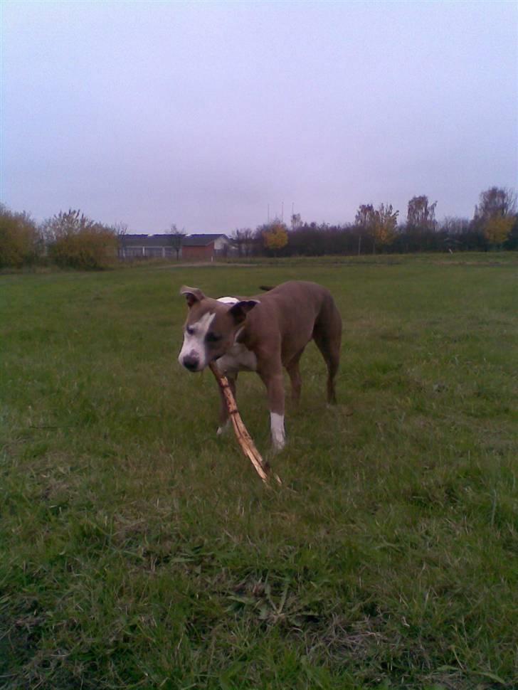 Amerikansk staffordshire terrier Nila billede 7