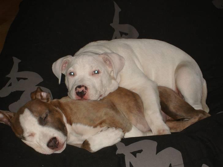 Amerikansk staffordshire terrier Nila billede 8