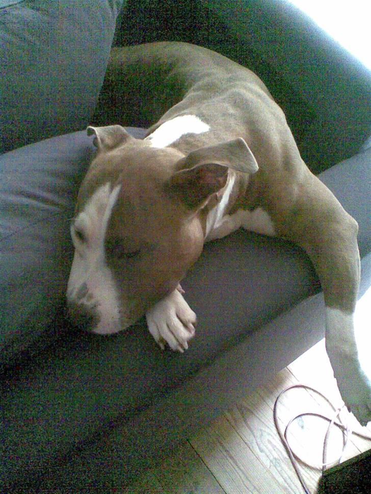 Amerikansk staffordshire terrier Nila billede 9