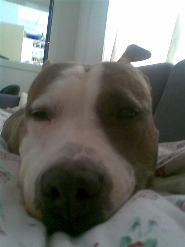 Amerikansk staffordshire terrier Nila billede 10