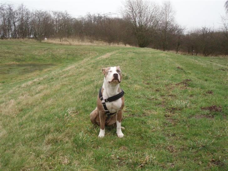 Amerikansk staffordshire terrier Nila billede 11