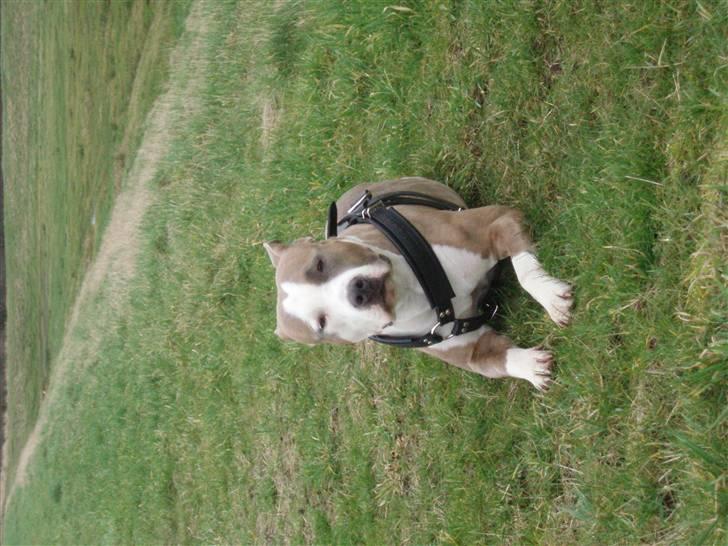 Amerikansk staffordshire terrier Nila billede 12