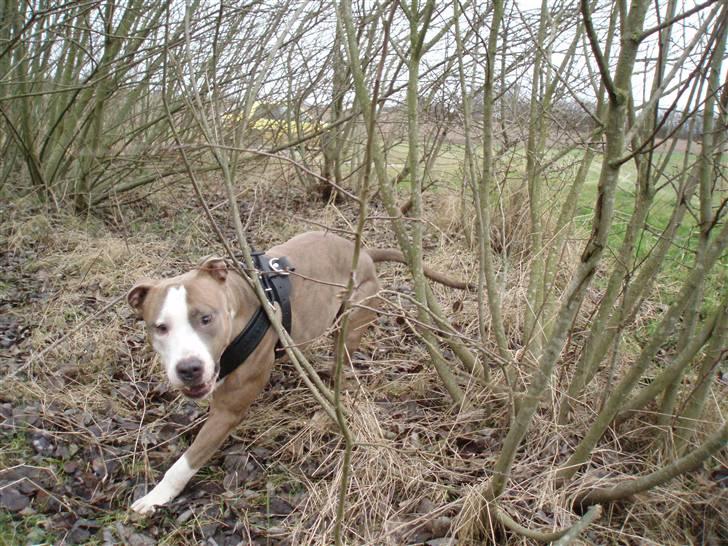 Amerikansk staffordshire terrier Nila billede 13