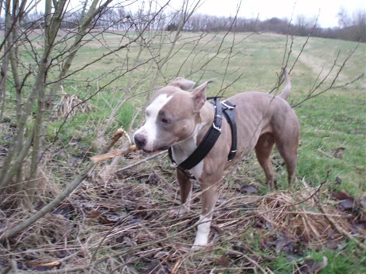 Amerikansk staffordshire terrier Nila billede 15