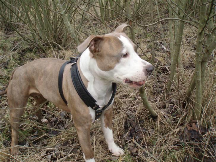 Amerikansk staffordshire terrier Nila billede 16