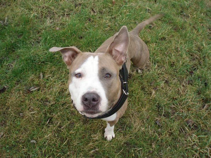 Amerikansk staffordshire terrier Nila billede 17