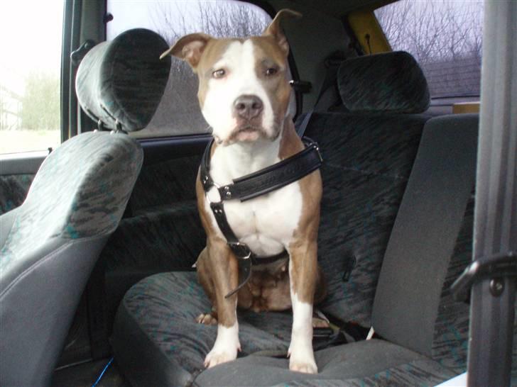 Amerikansk staffordshire terrier Nila billede 18