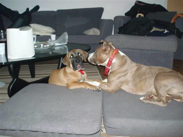 Amerikansk staffordshire terrier Nila billede 20