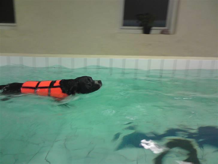 Amerikansk staffordshire terrier Kenzo billede 6