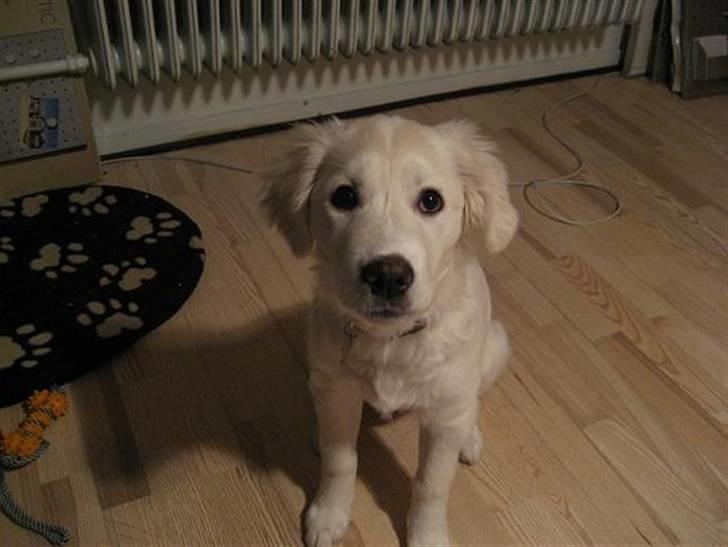 Blanding af racer (labrador/golden) Fie billede 19