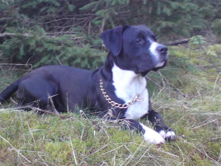 Amerikansk staffordshire terrier Kenzo billede 7