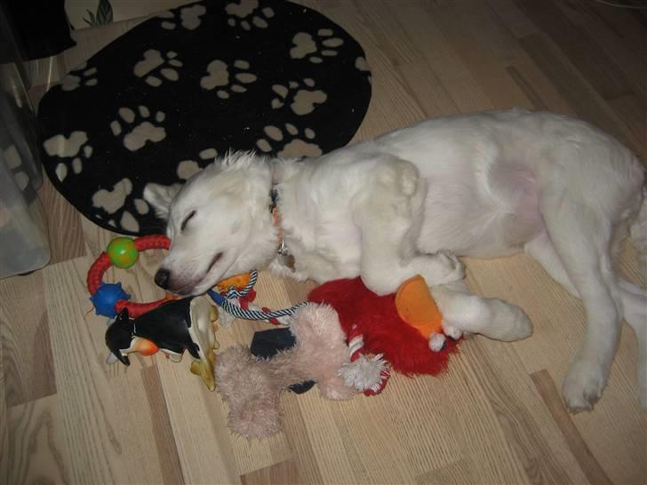 Blanding af racer (labrador/golden) Fie billede 20