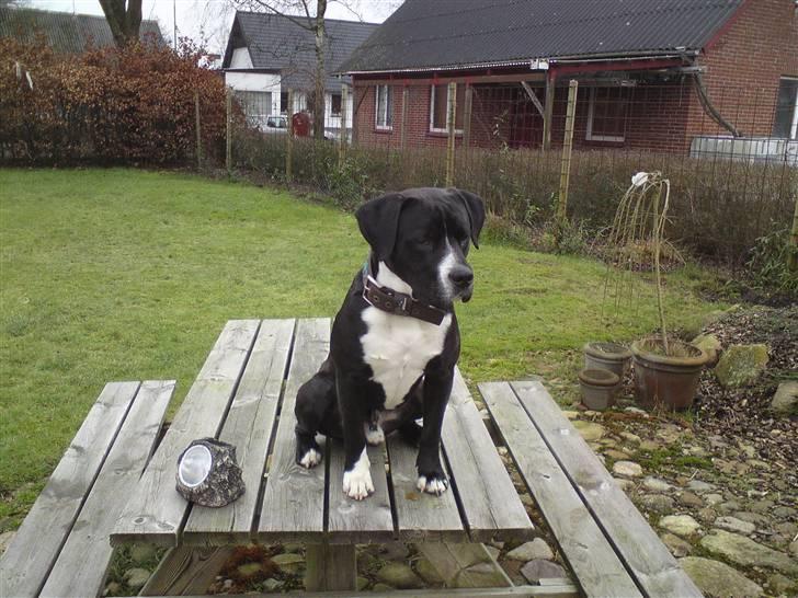 Amerikansk staffordshire terrier Kenzo billede 8