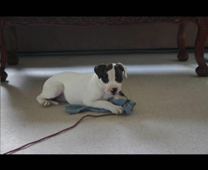 Blanding af racer Mills´ Madame Mayhem - 12 uger, flirtpole billede 7