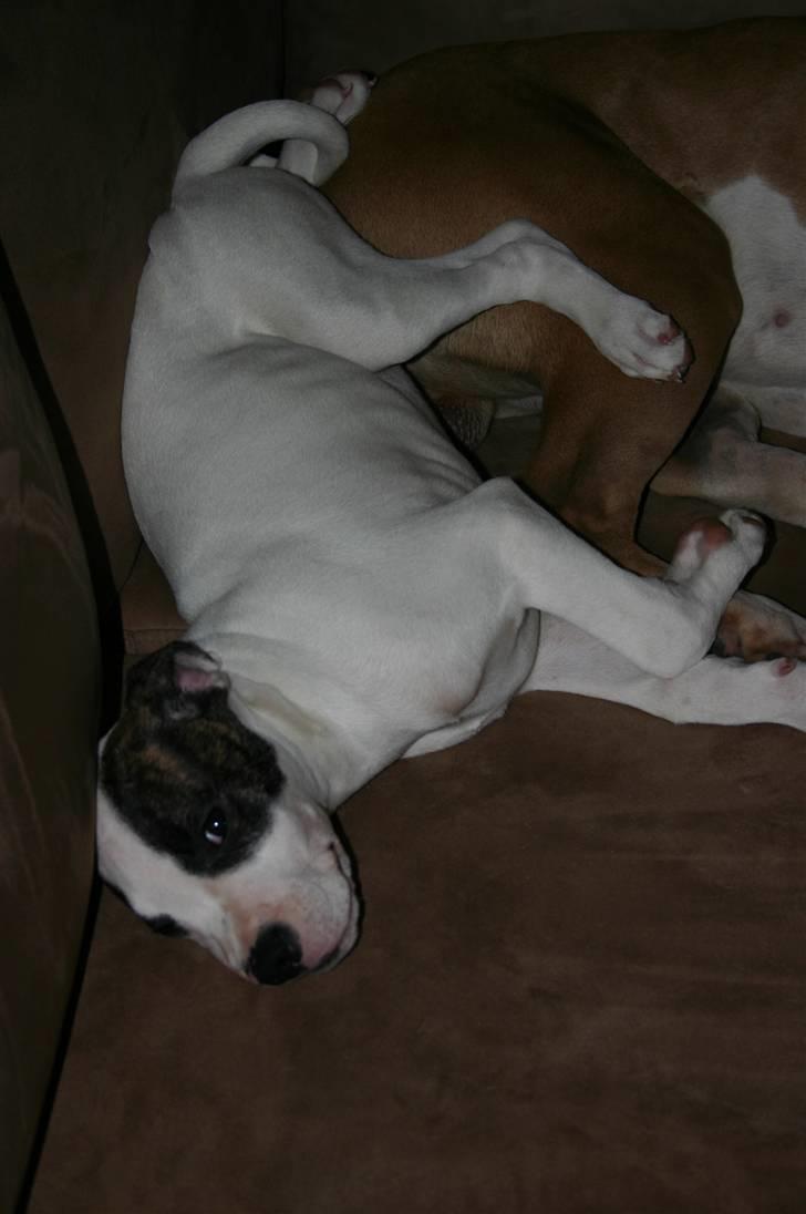 Blanding af racer Mills´ Madame Mayhem - 12 uger, puttehund billede 9