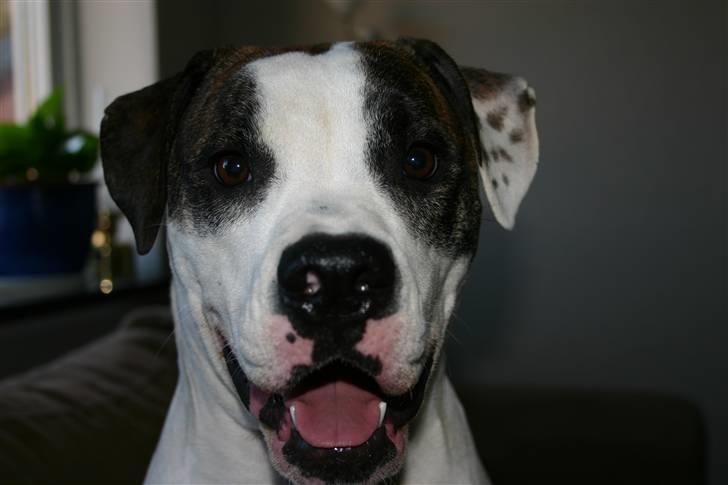 Blanding af racer Mills´ Madame Mayhem - 11 Mdr. billede 10