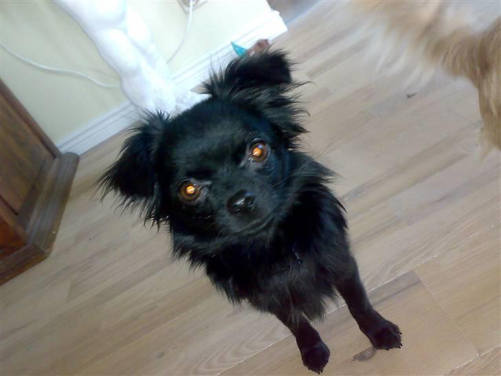 Chihuahua ¤*¨¨*¤.Nuckar.¤*¨¨*¤ billede 6