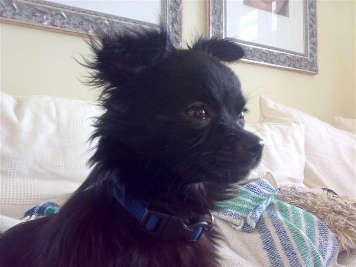 Chihuahua ¤*¨¨*¤.Nuckar.¤*¨¨*¤ billede 7