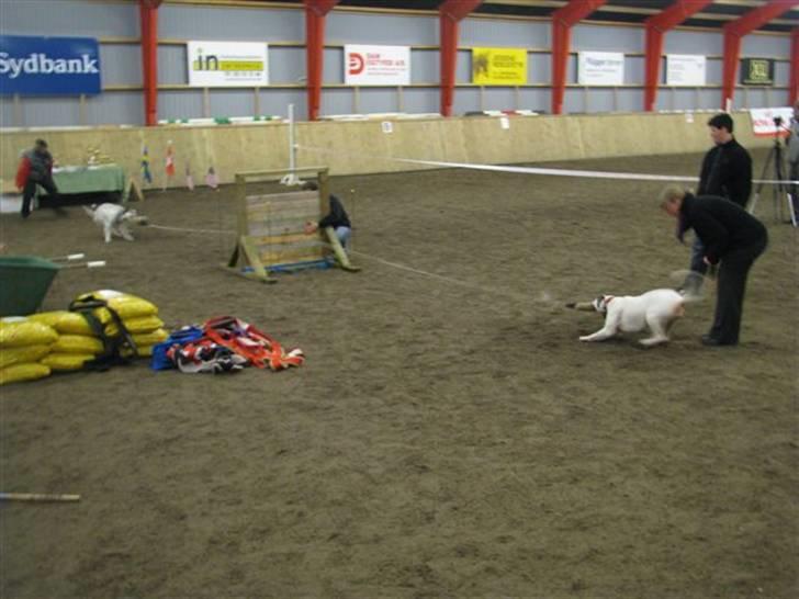 Blanding af racer Mills´ Madame Mayhem - Irondog oktober 2008, Maddie Vs. Skip billede 11