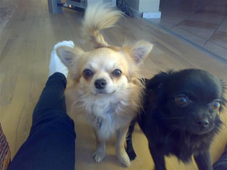 Chihuahua ¤*¨¨*¤.Nuckar.¤*¨¨*¤ billede 8