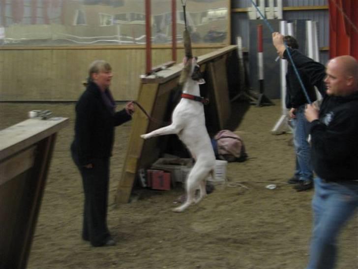 Blanding af racer Mills´ Madame Mayhem - Irondog oktober 2008, Hangtime billede 12