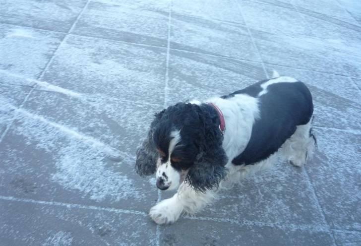 Cocker spaniel Barleys Tippe billede 10