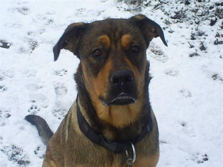 Blanding af racer Cæsar  *** RIP *** billede 13