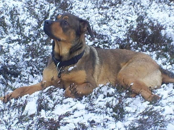 Blanding af racer Cæsar  *** RIP *** billede 14