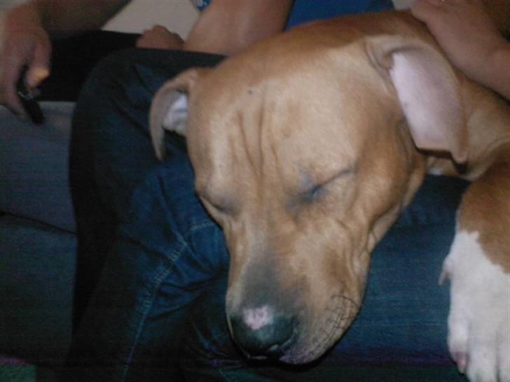 Amerikansk staffordshire terrier Armani  *Solgt* billede 11