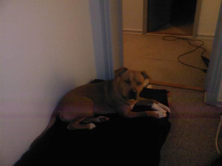 Amerikansk staffordshire terrier Armani  *Solgt* billede 12