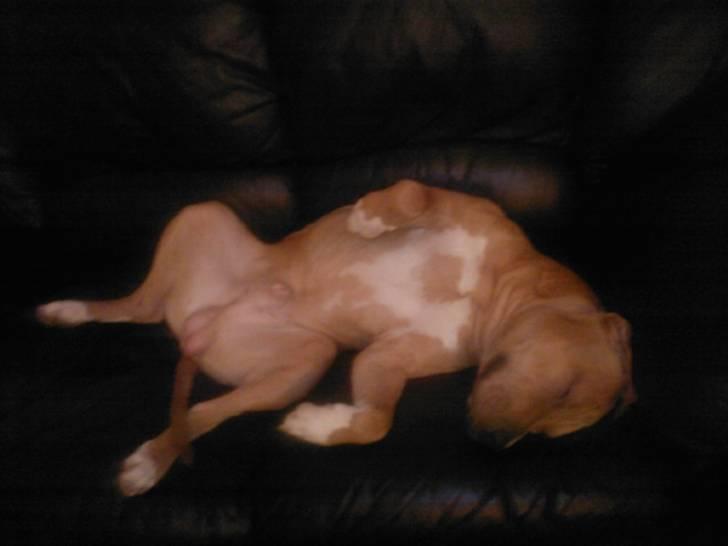 Amerikansk staffordshire terrier Armani  *Solgt* billede 13