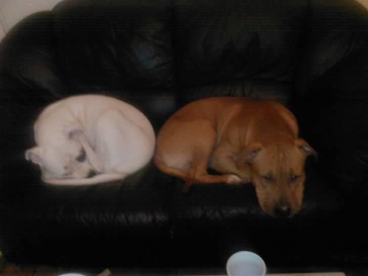 Amerikansk staffordshire terrier Armani  *Solgt* billede 14