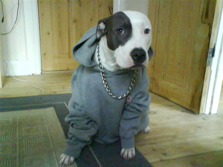 Amerikansk staffordshire terrier $ Amy $ R.I.P - Total Ganster!! billede 18