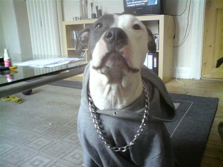 Amerikansk staffordshire terrier $ Amy $ R.I.P billede 19