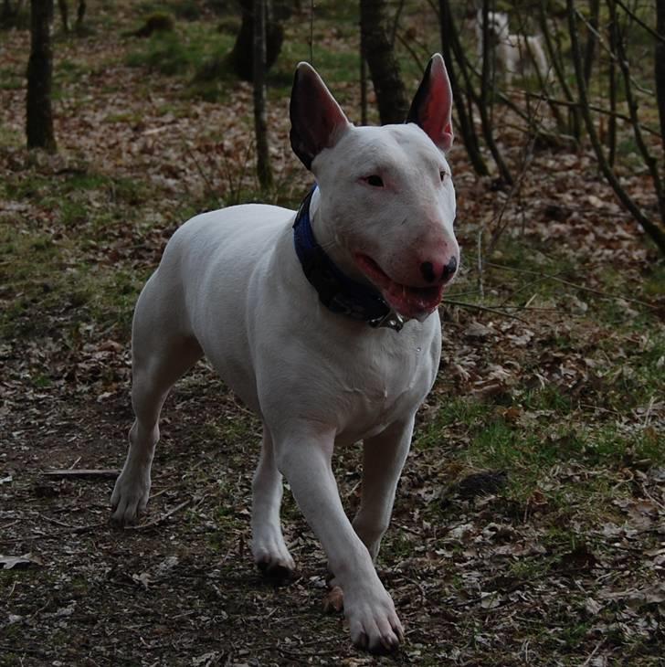 Bullterrier DKCH Joey 5/10-2007 30/9-2011 - Joey billede 16
