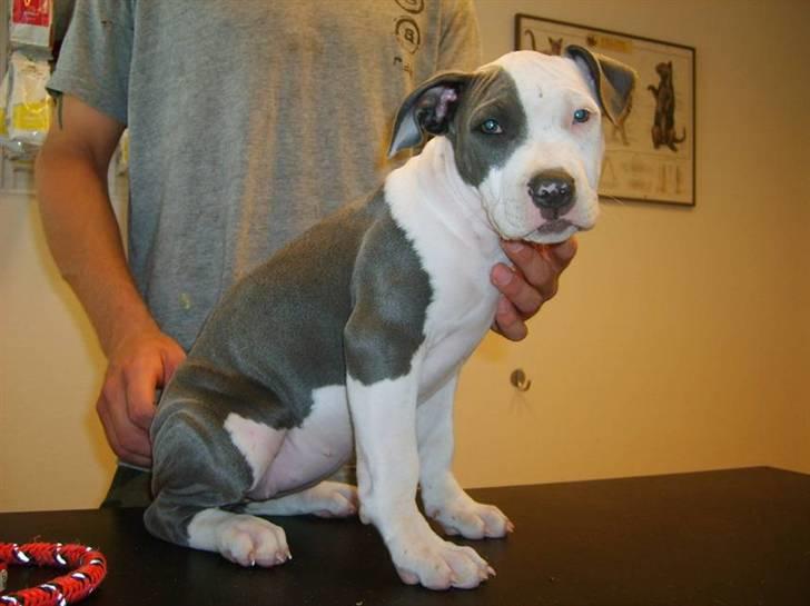 Amerikansk staffordshire terrier $ Amy $ R.I.P - da Amy var til Dr.dyr første gang . her er hun 9 uger :) billede 20