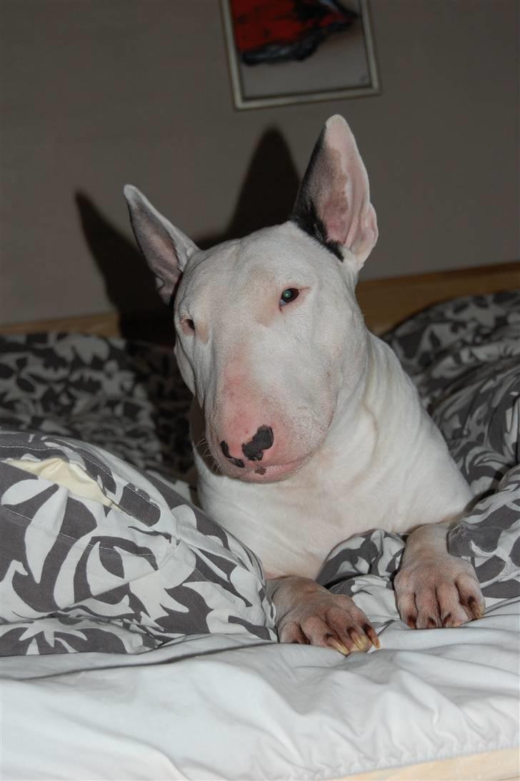 Bullterrier DKCH Joey 5/10-2007 30/9-2011 - Sådan ser Joey ud om morgenen.. En meget træt hund :OP billede 17